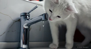 Какие меры будут приниматься в Казахстане по экономии водных ресурсов