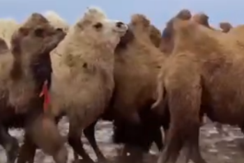 Спасатели показали, как эвакуировали верблюдов в Актюбинской области