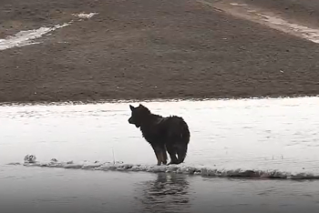 Сотрудники МЧС спасли застрявшую на льдине собаку