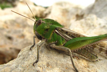 Фотография к новости: В каких регионах Казахстана ожидается нашествие саранчи