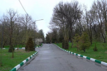 Восемь тысяч деревьев погибло в дендропарке Шымкента