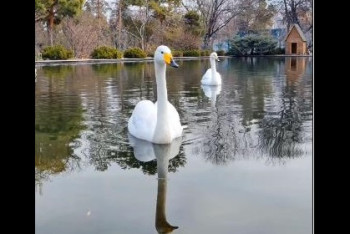 Лебеди вернулись в Ботанический сад Алматы