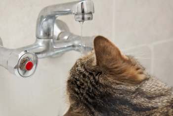 В Темиртау объявлен режим ЧС из-за повреждения водопровода