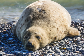 Учёные из Алматы прилетят в Мангистау для выяснения причин массовой гибели тюленей