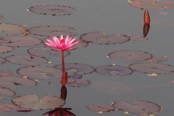 Река окрасилась в кровавый цвет в Шымкенте