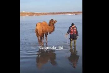 Верблюдов спасли из водного плена в Акмолинской области
