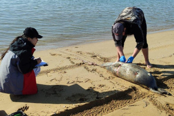 Ещё 16 мёртвых тюленей обнаружили на побережье Каспия