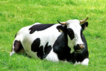 Штаб по противодействию паводкам: 30 тысяч голов скота отогнали в безопасные места