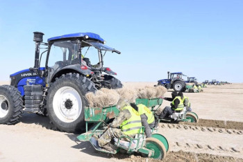 Более 4,4 млн саженцев саксаула высадят на высохшем дне Аральского моря