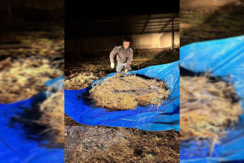 Пастух заготовил на зиму более 40 кг наркотиков в Жамбылской области