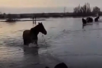 Фотография к новости: Более пяти тысяч сельхозживотных погибло из-за паводков в Казахстане