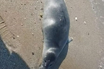 Количество погибших тюленей в Мангистау продолжает расти