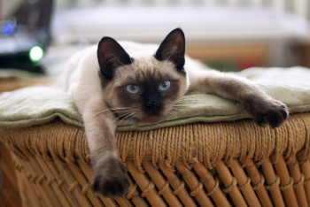 Бесплатная вакцинация домашних питомцев стартовала в Астане