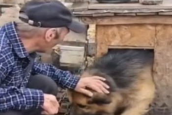 Встреча собаки с хозяином после паводка растрогала казахстанцев