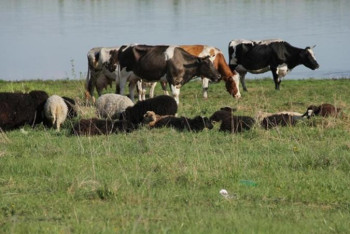 Фотография к новости: Куда обращаться владельцам павшего скота в результате паводков, рассказали в МСХ
