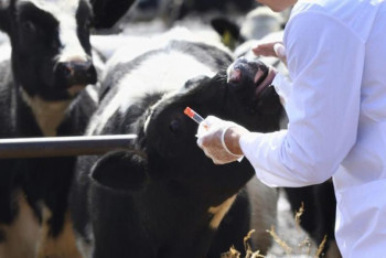 Мясом павшего от болезней скота торговали на рынках в Жамбылской области