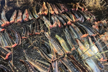 Почти полтонны осетра изъяли в Атырауской области