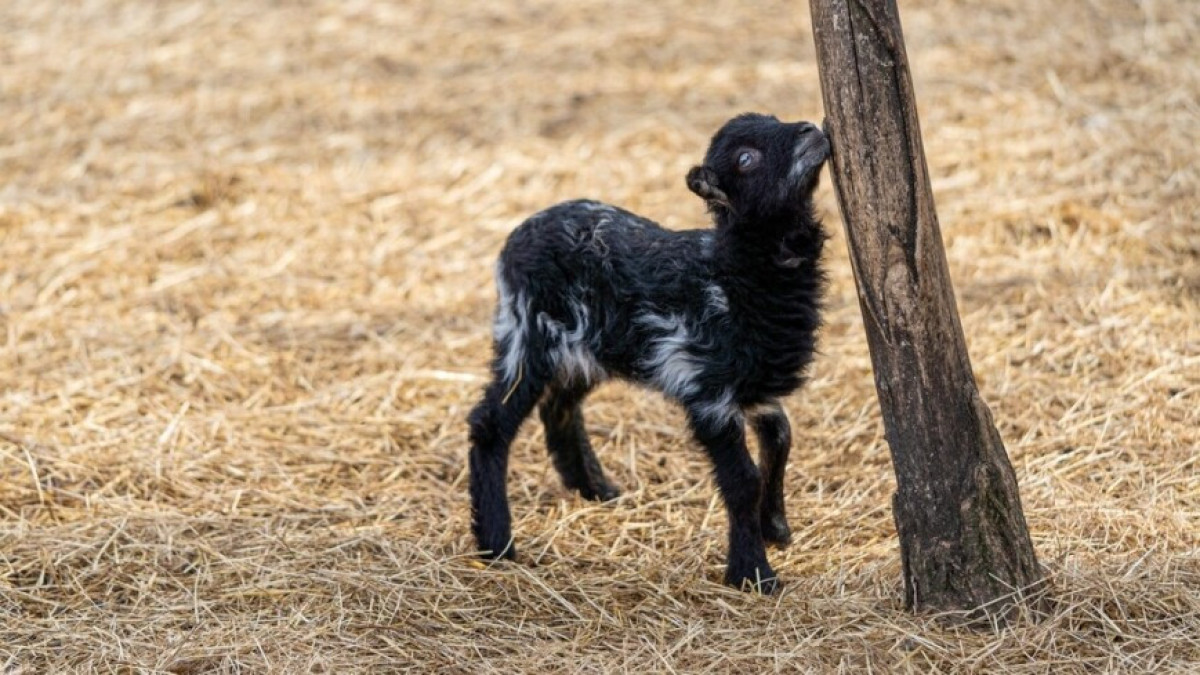 Shutterstock/FOTODOM