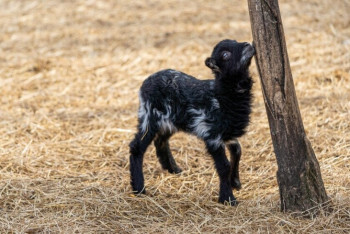 Черный ягненок родился у пары белых овец в зоопарке