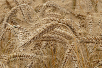 Продлён запрет на ввоз пшеницы в Казахстан