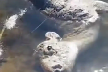 Сотни мёртвых сайгаков сняли на видео в ЗКО