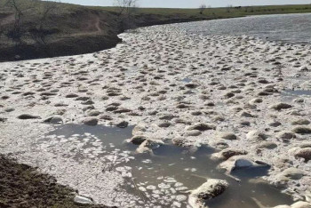 Причиной массовой гибели сайгаков в ЗКО мог стать дрон
