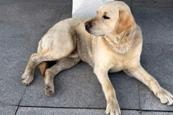 Фотография к новости: Свой Хатико появился в аэропорту Актобе