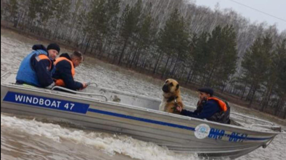 Павлодарские спасатели продолжают противопаводковые работы в Северо-Казахстанской области