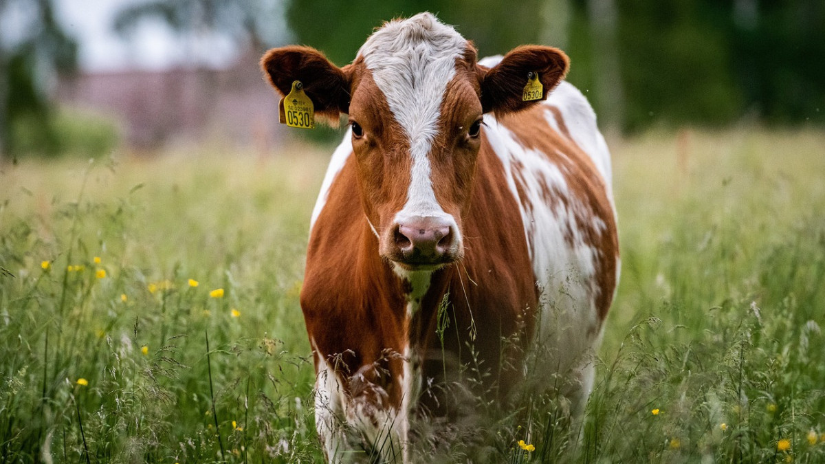 pixabay / иллюстративное фото