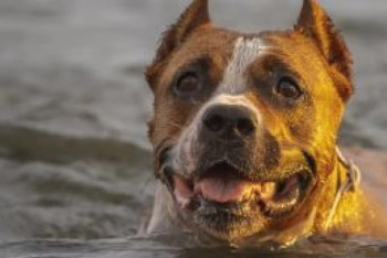 Фотография к новости: Пилот и его собака спаслись после крушения самолета