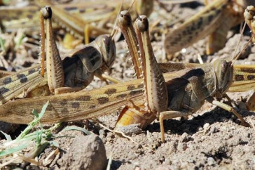 Фотография к новости: Лето будет жарким: Баянаул может стать эпицентром нашествия саранчи в Павлодарской области