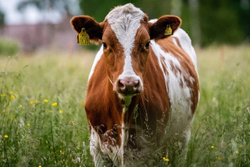 Лиса укусила корову: в ВКО выявили бешенство у домашних животных
