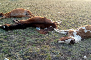 Фотография к новости: Разбросанные по посёлку трупы животных возмутили жителей Бестобе