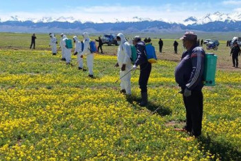 Очаги насекомых-вредителей нашли на полях Алматинской области