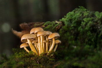 Потерявшихся грибников нашли спасатели в Алматинской области