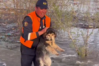 Более ста собак и кошек спасены из подтопленных дач в Уральске