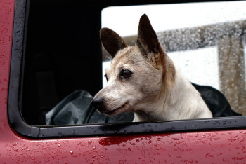 Дожди и усиление ветра: в ряде регионов  объявлено штормовое предупреждение