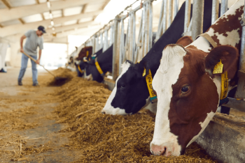 Падёж скота увеличился: по ряду животных показатели выросли в разы