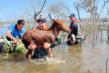 Спасатели на руках эвакуируют жеребят из подтопленных сёл в ЗКО