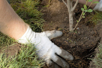Более 70 тысяч саженцев высадили на территории резервата "Семей орманы"