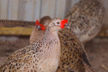 700 фазанов выпустили в зелёном поясе Астаны