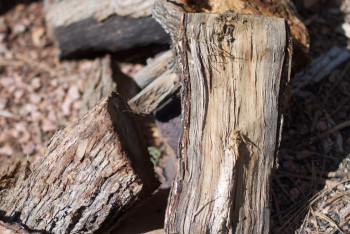 Несколько деревьев рухнули из-за непогоды в Алматы