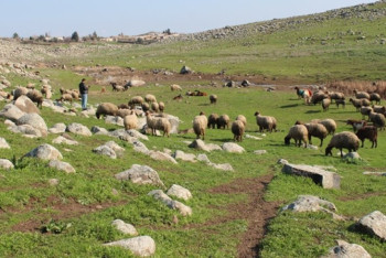 Пастбища незаконно передали в земельный фонд в области Абай