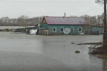 Во время паводков погибло 8,2 тысячи голов скота – Минсельхоз