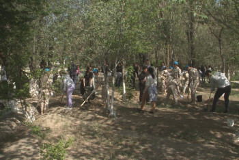 В Кызылординской области проходит акция "Жасыл аймақ"