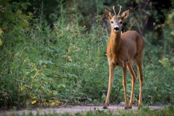 Преступная группа отстреливала косуль в СКО