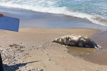 79 мертвых тюленей вынесло на берег Каспия