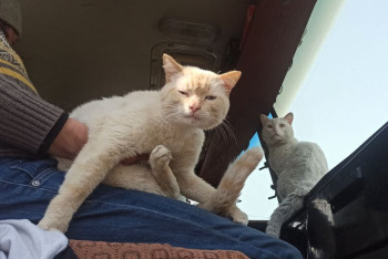 Фотография к новости: Камаз-"ковчег": пострадавшие от паводка супруги вместе с котами живут в грузовике