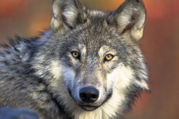 В ВКО волк зашел в частный дом и напал на жителей