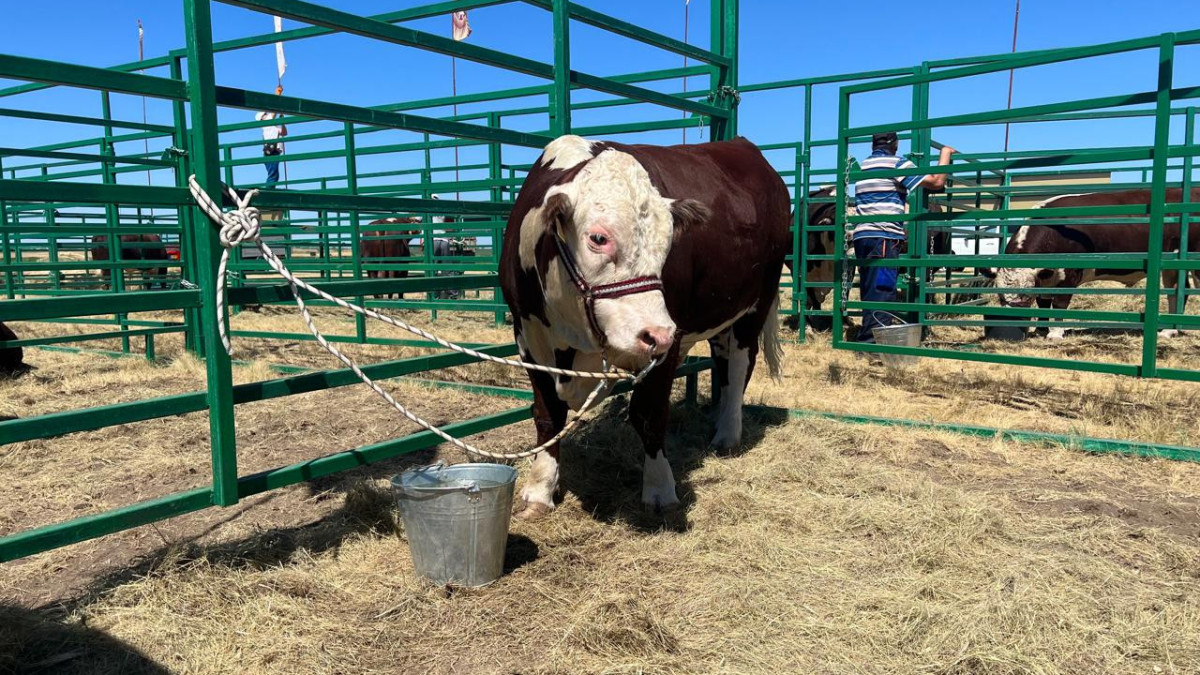 Архив Асель Турар